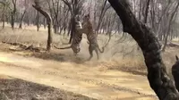 YouTube viral: Captan el brutal enfrentamiento entre dos tigres en un parque nacional