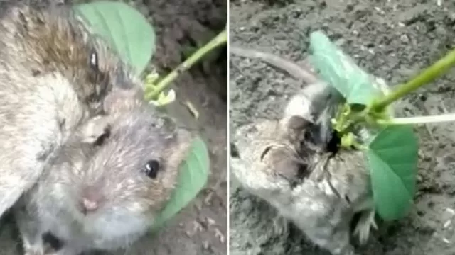 YouTube viral: descubren una rata con una planta creciendo en su espalda