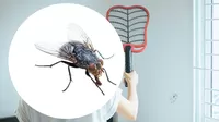 Ahuyenta las moscas de tu casa con estos truquitos caseros