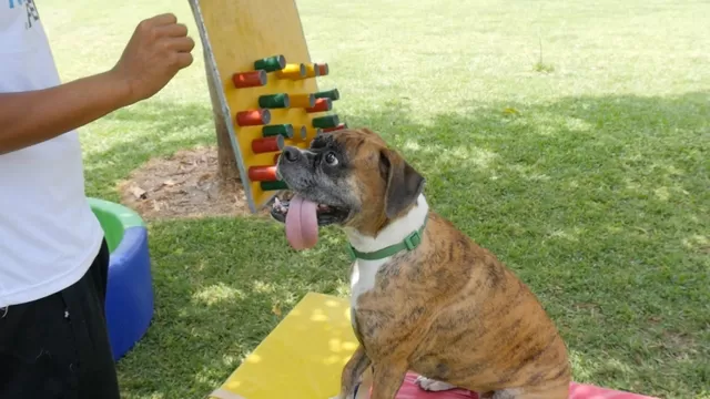 Obedecer comandos es uno de las capacidades que adquiere un can. (Foto: ÚtileInteresante.pe)