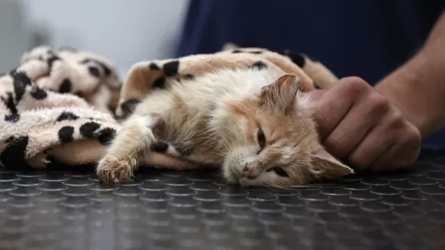 Muertes masivas de gatos por brote de coronavirus felino en Chipre. (Foto: Christina Assi / AFP)