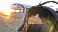 ¿Cómo viajar en avión con tu gato para salidas nacionales?