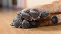 ¿Cómo limpiar las patitas de tu perrito correctamente?