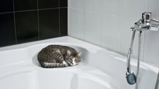 Lo que debes saber sobre la compañía de tu fiel mascota en el baño