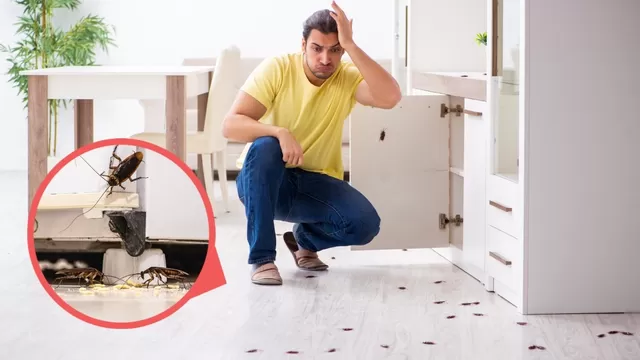 ¿Por qué aparecen cucarachas en casa y cómo eliminarlas definitivamente?