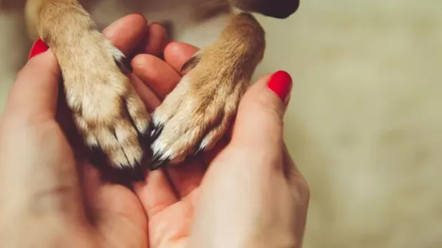 Descubre por qué tu perrito pone su patita sobre ti (Foto: Shutterstock)