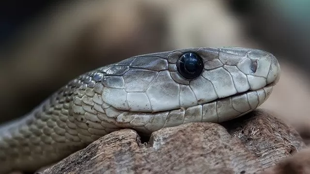 ¿Es negativo soñar con serpientes?
