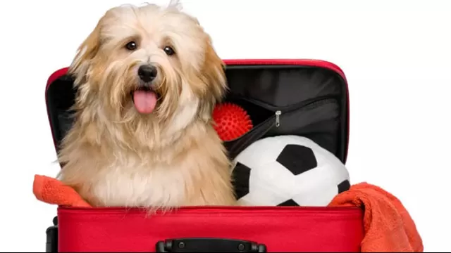 Todo lo que necesitas saber para viajar con tu mascota fuera del país