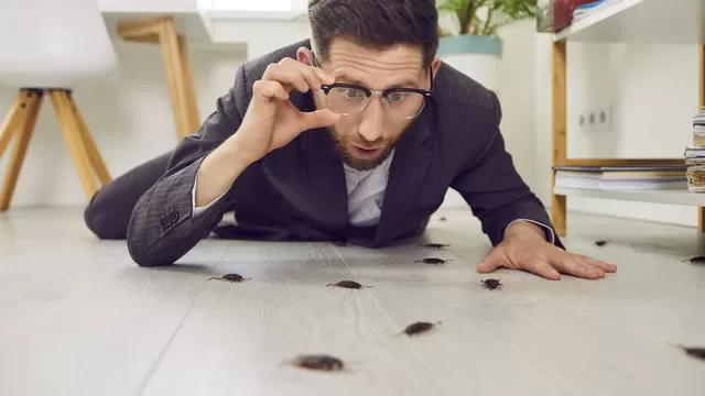 Descubre por qué aparecen insectos en tu casa