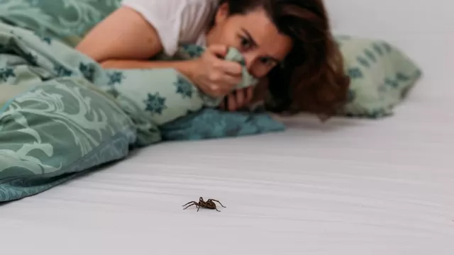 Lo que debes saber sobre la aparición de insectos en tu casa