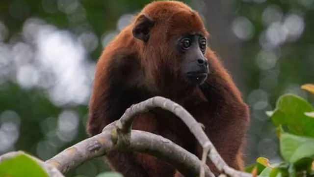 Organizan taller online de compostaje para ayudar a Isla de los Monos