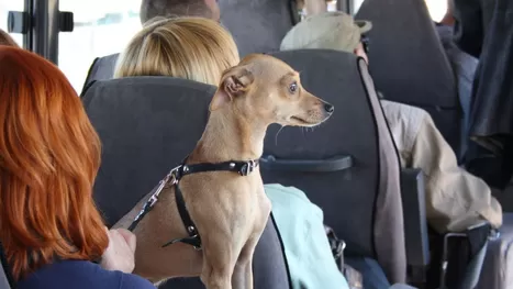 &iquest;En qu&eacute; agencia de transporte puedes viajar con tu mascota en un asiento?