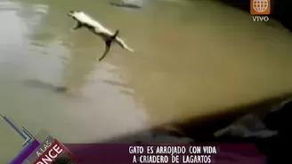 Maltrato animal: Gato vivo fue lanzado a criadero de lagartos en Loreto