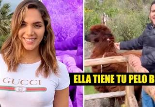 Isabel Acevedo es troleada por su novio al ver una alpaca: "Ella tiene tu pelo, bebé"