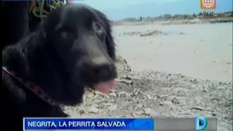 La historia de ‘Negrita’ la perrita rescatada de un río por la PNP