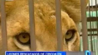 Leones rescatados de circo en Perú fueron decapitados en Sudáfrica
