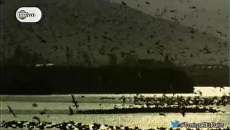 Pantanos de Villa: el último refugio de aves en Lima