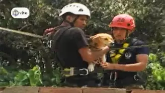 	Perro fue rescatado del techo de una casa en Chosica
