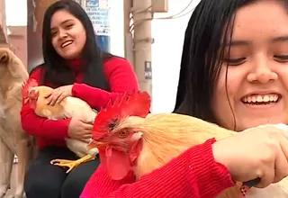El gallo "Plumas": joven tuvo emotivo reencuentro con su mascota tras viralizar su búsqueda