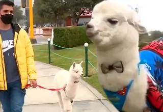TikTok: Joven pasea a su alpaca bebé en centro comercial de Lima como mascota y se vuelve viral