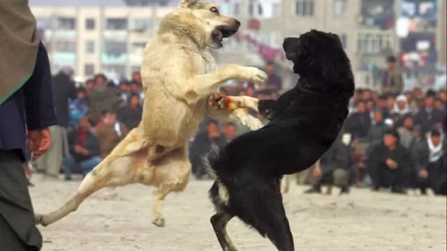 Boca Juniors: memes que dejó pelea entre Insaurralde y Jonathan Silva-foto-6