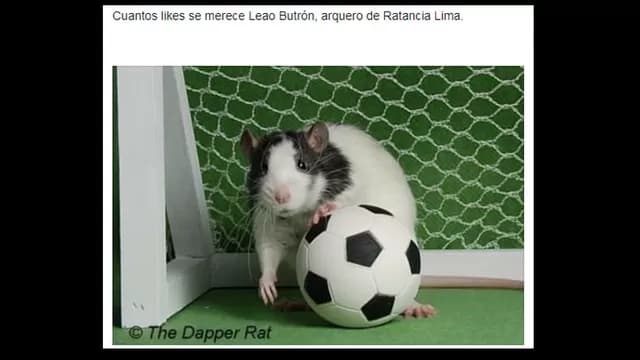 Los memes de Leao Butrón.-foto-7