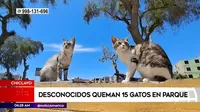 Chiclayo: Desconocidos quemaron 15 gatos en un parque