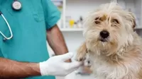 Municipalidad de Lima abrió primera veterinaria solidaria en Comas