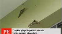 Trujillo: plaga de polillas gigantes invade calles y colegios