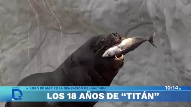 Los 18 años de Titán, el querido lobo de mar del zoológico de Huachipa