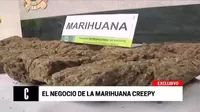Agentes de la Dirandro incautaron más de 2 toneladas de marihuana creepy 