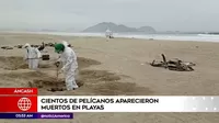 Áncash: Cientos de pelícanos aparecieron muertos en playas