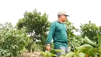 Productores de palta y mango en crisis por sequía en Áncash