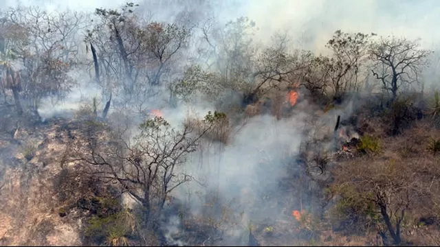 Incendio forestal consumió más de 40 hectáreas de pino en Andahuaylas