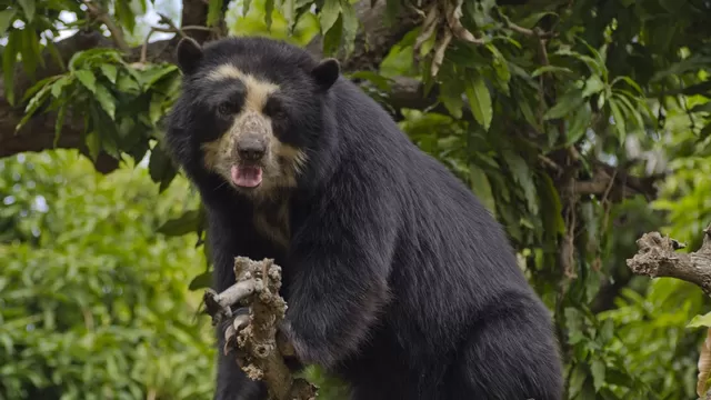 Apurímac: Hallan muerto a oso andino con soga en el cuello