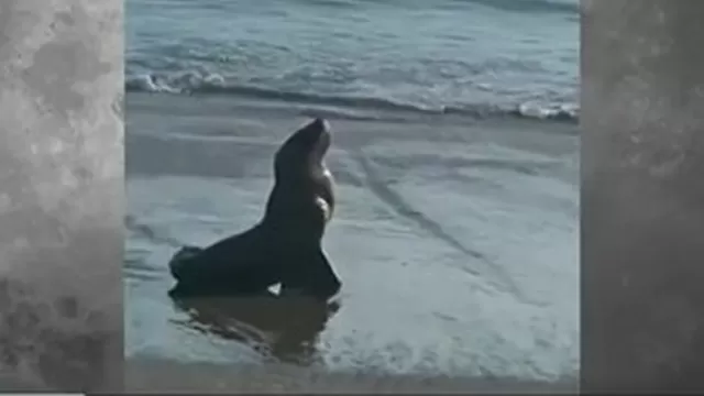 Arequipa: Serfor exhorta a la población no acercarse a lobos marinos varados en playas