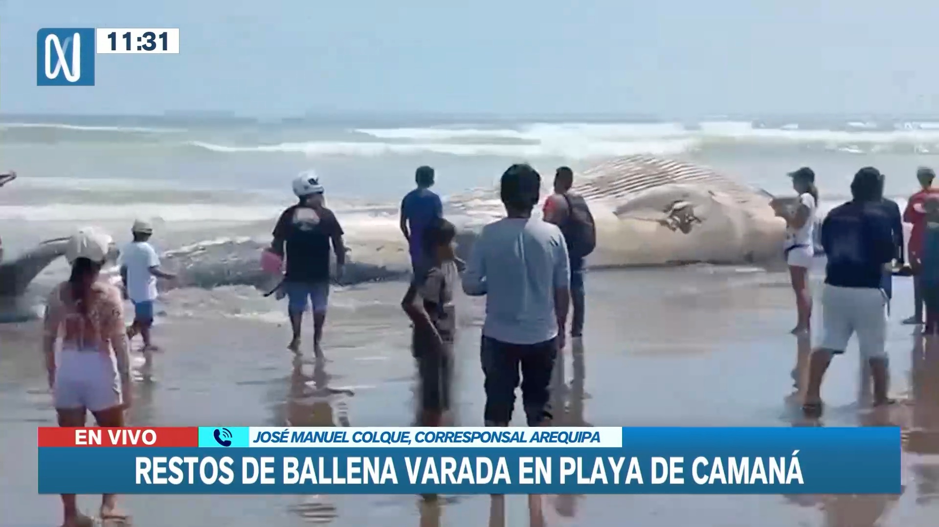 Arequipa: Restos de ballena varada en playa de Camaná