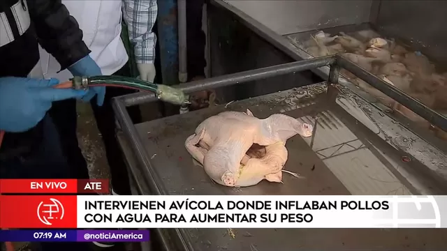Ate: avícola inflaba pollos con agua para aumentar su peso