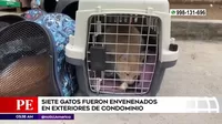 Ate: Siete gatos fueron envenenados en exteriores de un condominio