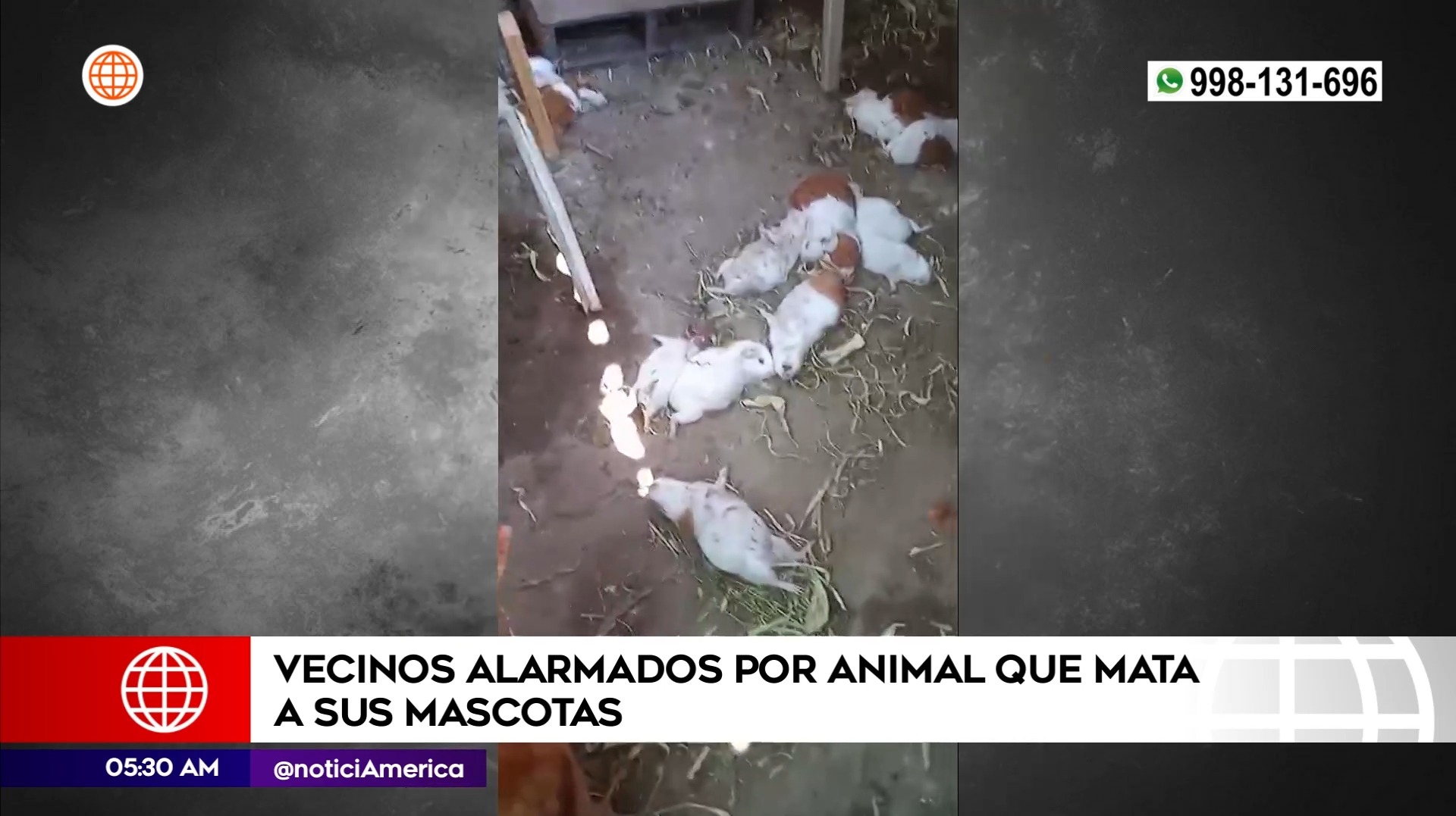 Buscan a animal que mata a mascotas en Ate. Foto: América Noticias