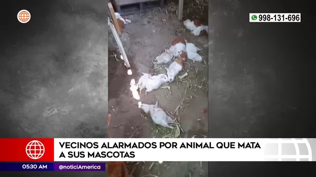 Ate: Vecinos alarmados por animal que mata a sus mascotas