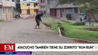 Ayacucho también tiene su zorrito Run Run