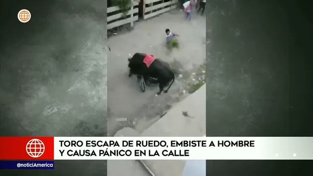 Ayacucho: Toro escapó de ruedo y dejó grave a un hombre
