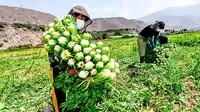Bono por Sequía: Ejecutivo entregará S/ 350 millones a agricultores