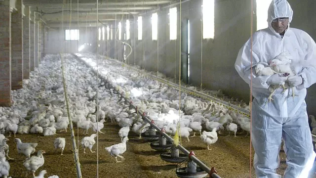 Cámara de Comercio de La Libertad: Alerta de tercer brote de gripe aviar en el norte