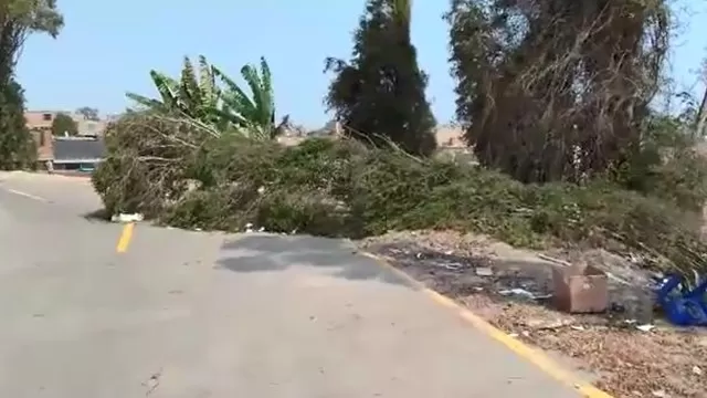 Dos árboles cayeron por fuertes vientos. Foto: América Noticias
