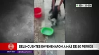 Carabayllo: Delincuentes envenenaron a más de 50 perros