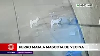 Carabayllo: Perro mata a mascota de vecina