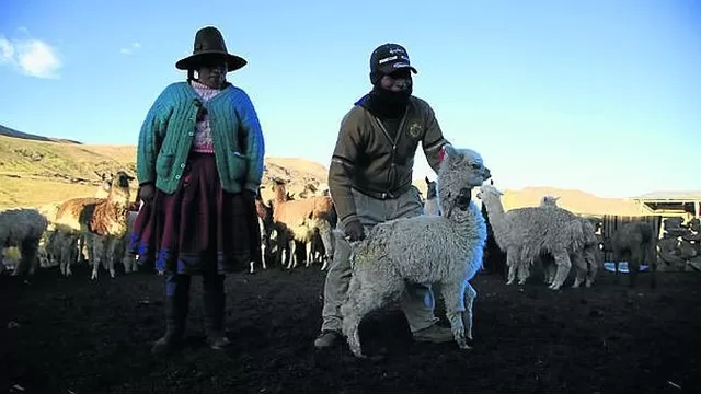 Las bajas temperaturas cobraron la vida de parte del ganado de los pobladores. Foto: Correo