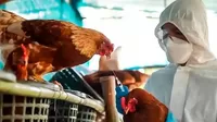 Centro Nacional de Epidemiología sobre gripe aviar: Perú en alerta ante posibilidad de que virus se presente en humanos